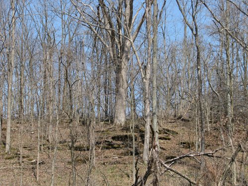 Property photo 33 - 137 Acres in 2 Tracts - 64 Tillable Acres, Potential Building Sites, Hunting